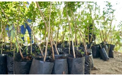 Más de 600 árboles nativos buscan un espacio para su siembra