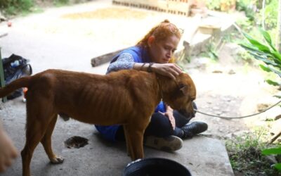 ‘Rocky’ y otros dos perros fueron atendidos y rescatados del maltrato en la zona rural
